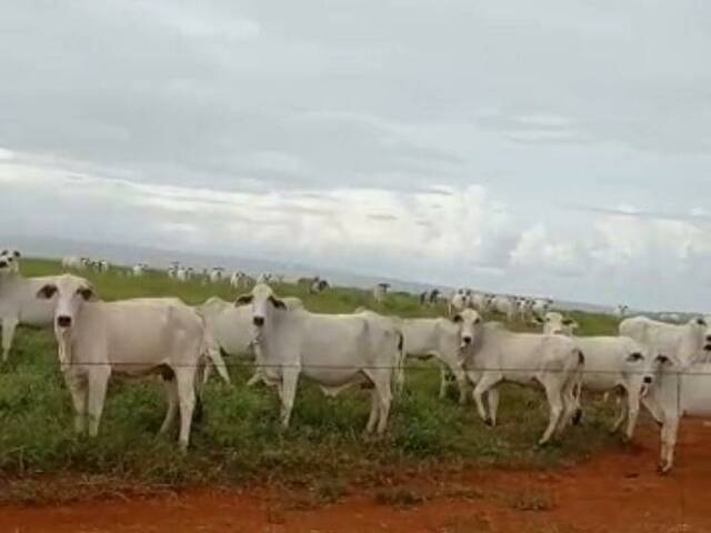 #410 - Fazenda para Venda em Planaltina - DF - 1