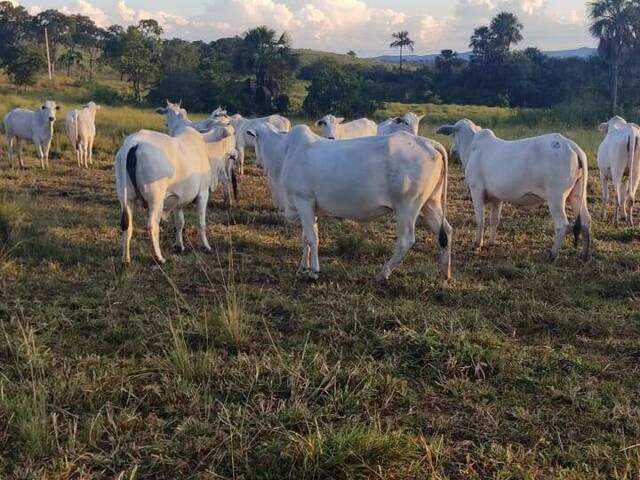 #720 - Fazenda para Venda em Faina - GO - 2