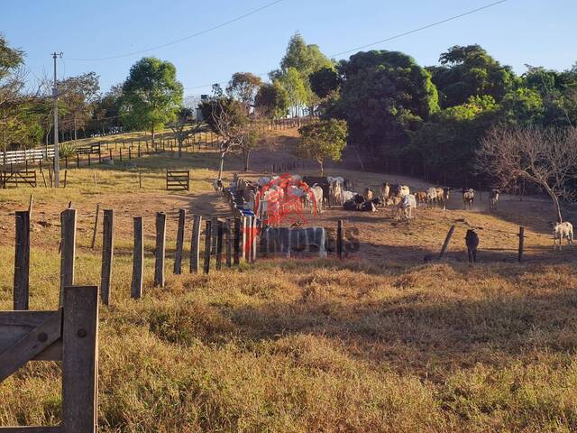 #1516 - Fazenda para Venda em Aragoiânia - GO - 1